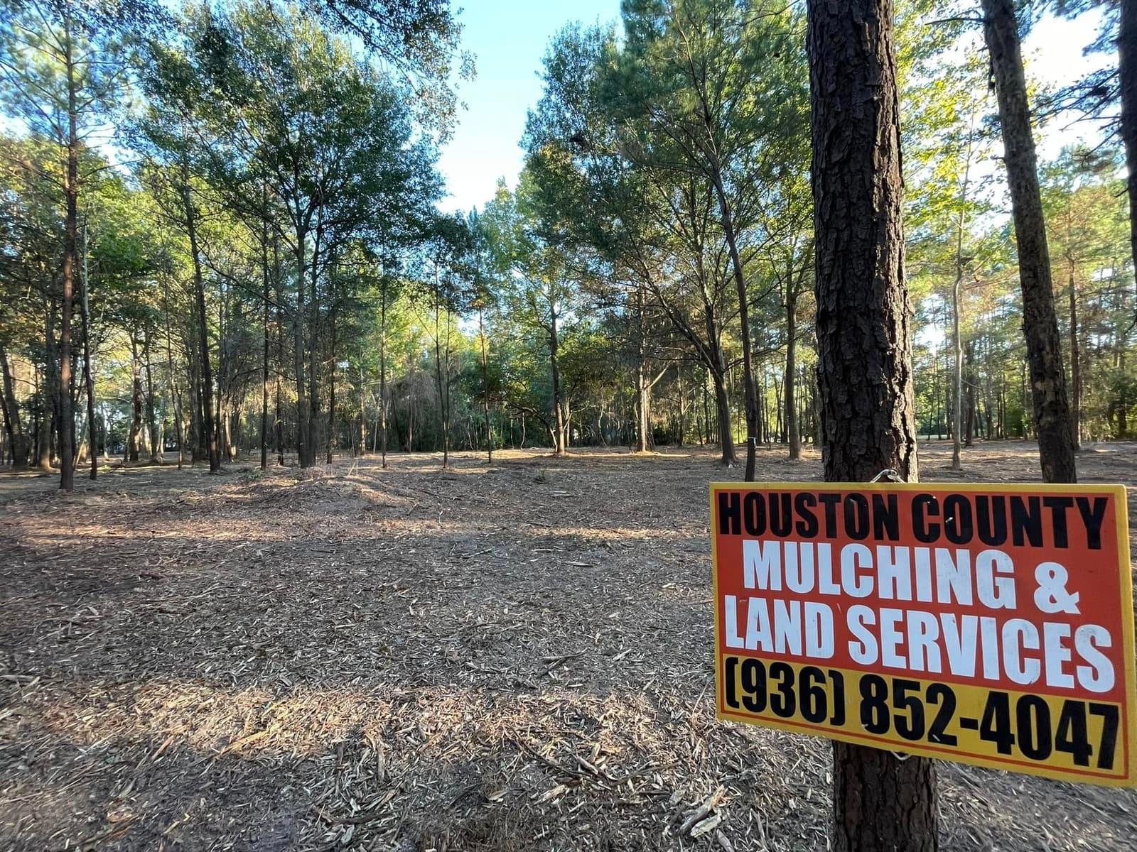 Open pine stand on fresh mulch after clearing, with a Houston County Mulching yard sign on a tree