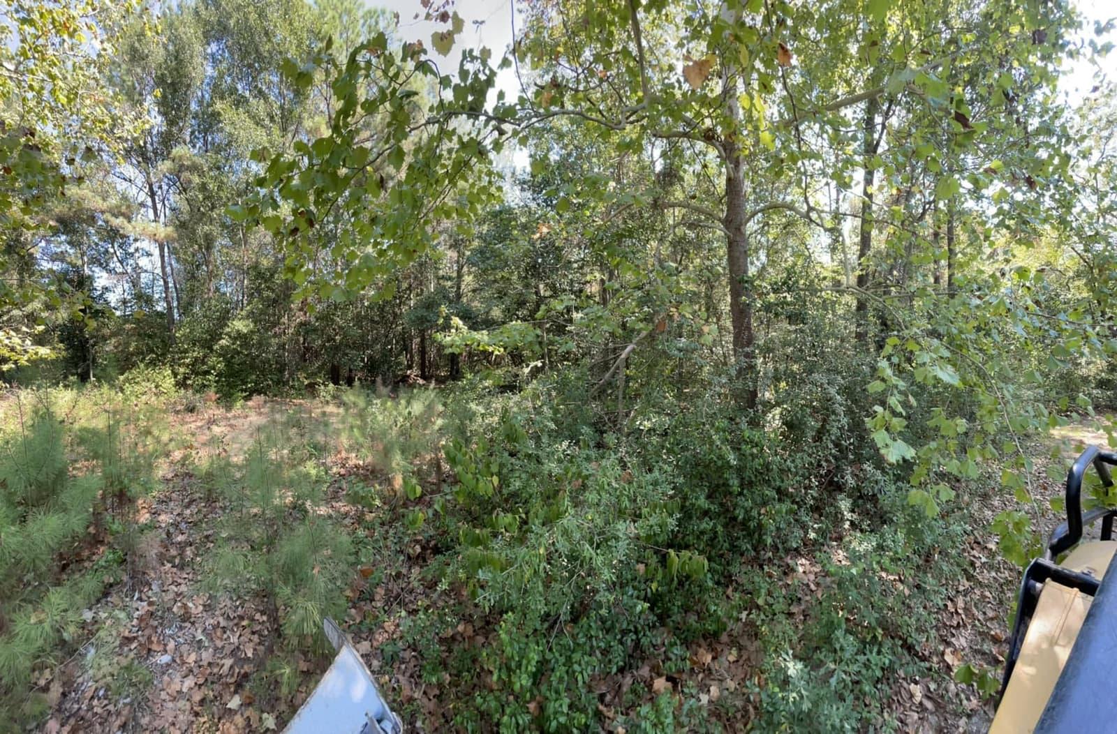 Overgrown woods choked with yaupon and underbrush before forestry mulching, mulcher arm at the edge of the frame