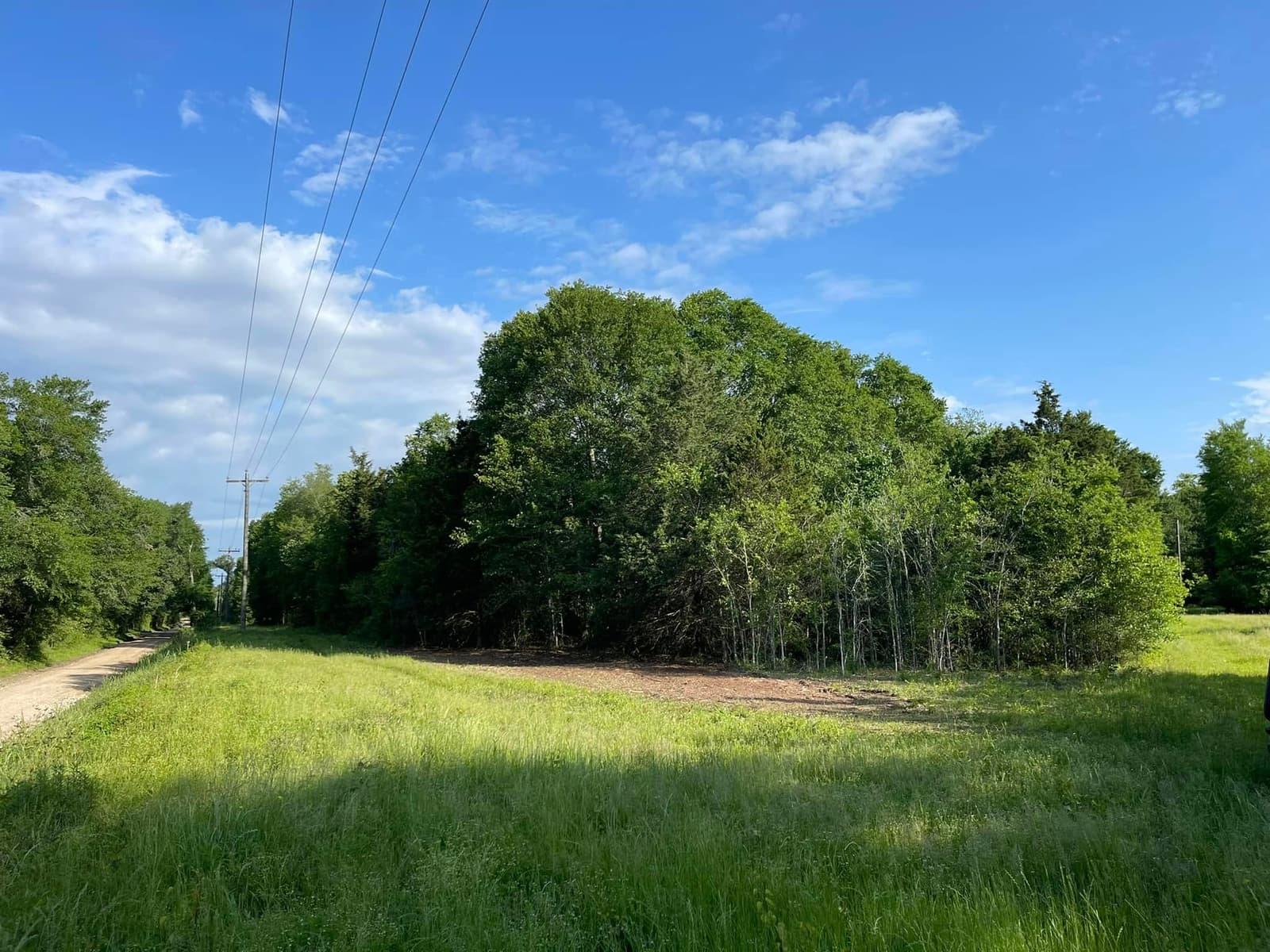 Field edge overtaken by a dense wall of brush and volunteer trees before clearing